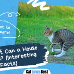 How Fast Can a House Cat Run