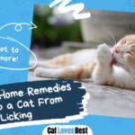 Remedies to Stop a Cat From Licking