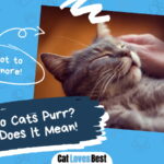 Why Do Cats Purr