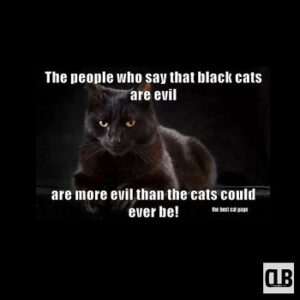 45 Black Cat Memes, To Possess Your Soul