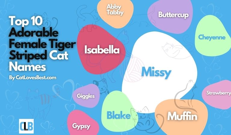 600 Tiger Striped Cat Names For Both Male And Female Kitties
