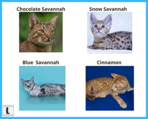 Savannah Cat Colors & Patterns (With Pictures)