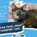 12 interesting facts about blue tortoiseshell cats