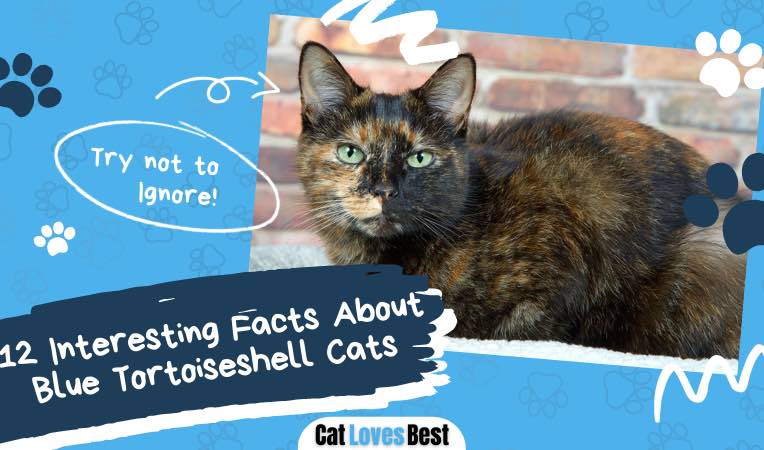 12 interesting facts about blue tortoiseshell cats