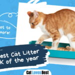 Best Cat Litter in the UK