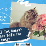 Can Cats Eat Roses