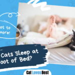 Cats Sleep at the Foot of Bed