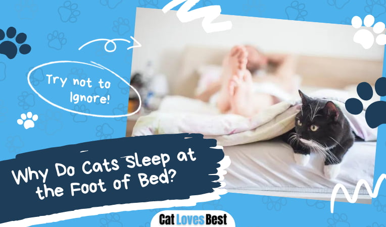 Cats Sleep at the Foot of Bed