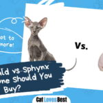 Differences Between Peterbald vs Sphynx