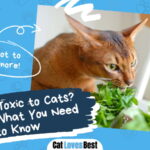 Is Basil Toxic to Cats