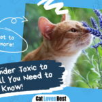 Is Lavender Toxic to Cats