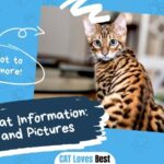 Toyger Cat Information Facts and Pictures