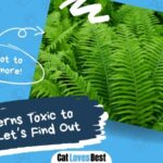 are ferns safe or toxic to cats