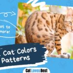 bengal cat colors and patterns