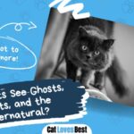 can cats really see ghosts and spirits