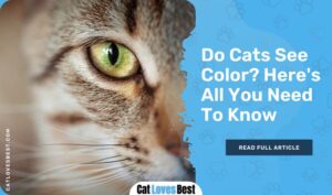 Do Cats See Color? Here's All You Need To Know