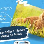 do cats see colors here is all you need to know