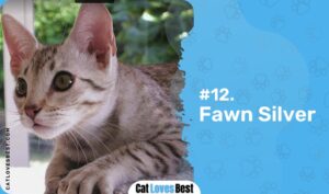 12 Beautiful Ocicat Colors (With Pictures)