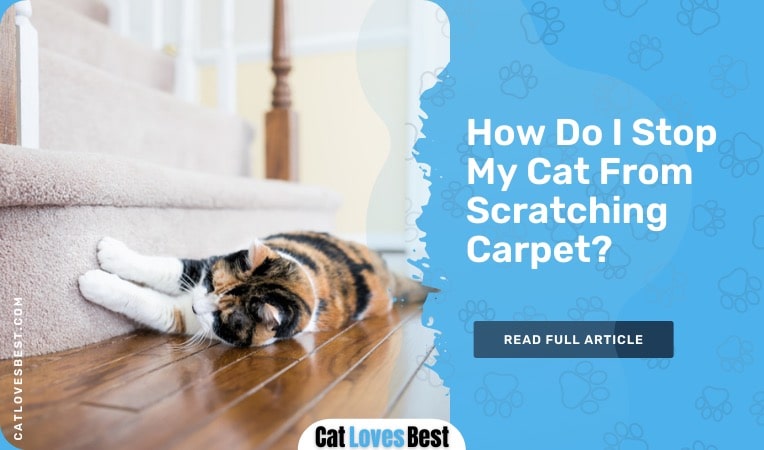 How Do I Stop My Cat From Scratching Carpet?