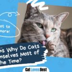 reasons why cats lick themselves so often