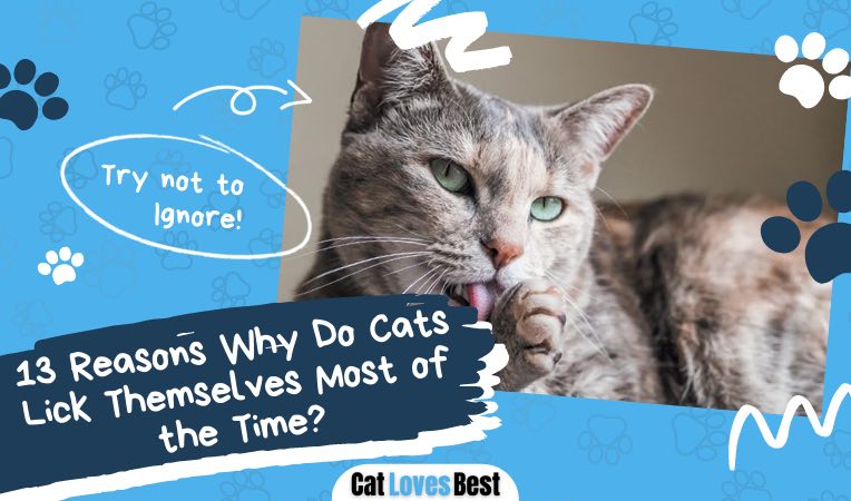 reasons why cats lick themselves so often