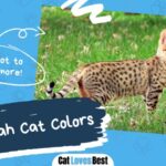 savannah cat colors