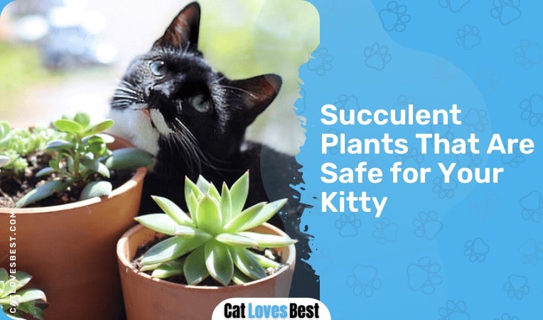 Are Succulents Toxic to Cats? Let’s Find Out