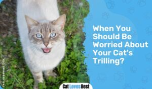 5 Reasons Why Do Cats Trill | And How Does It Sound