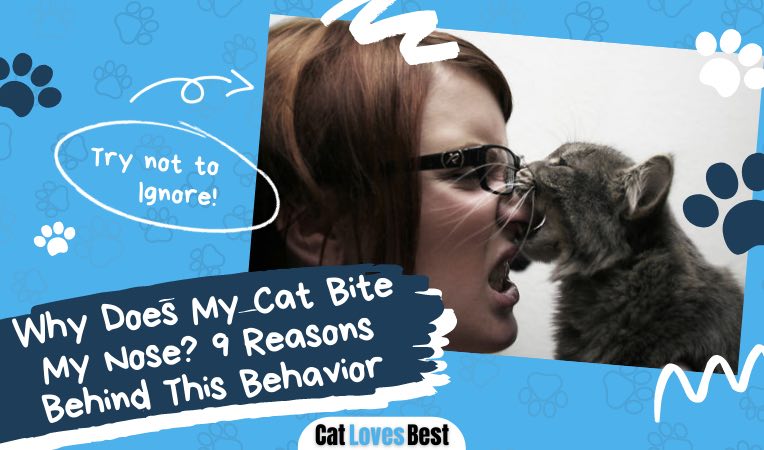 why does my cat bite my nose 9 reasons for this behavior