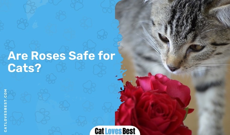 are roses safe for cats