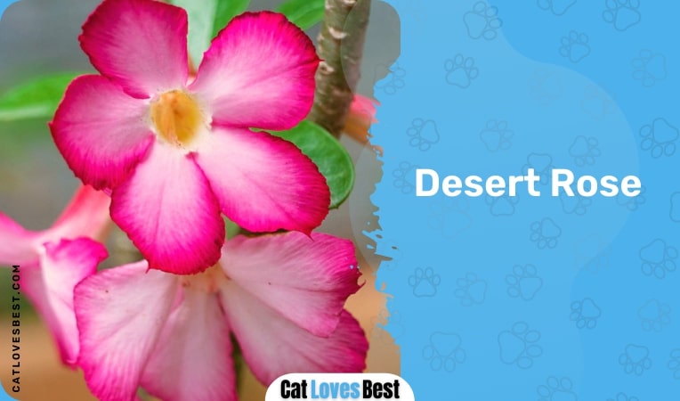 desert rose