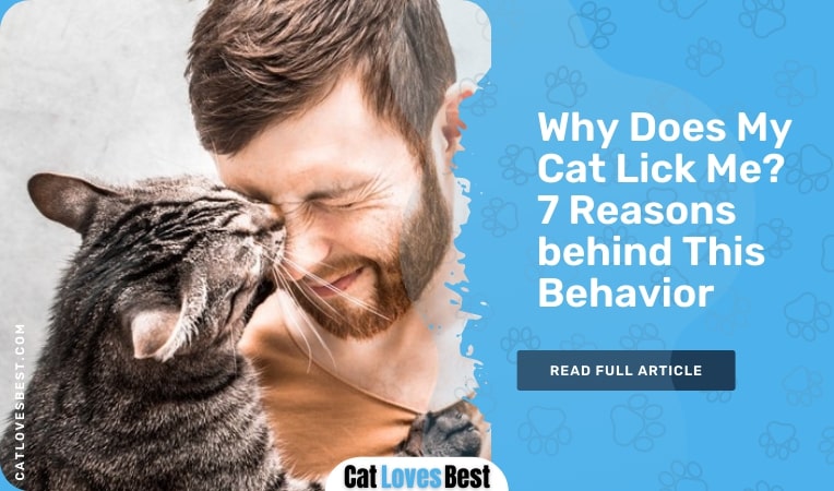 Why Does My Cat Lick Me 7 Reasons Behind This Behavior