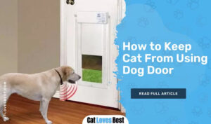 How to Keep Cat From Using Dog Door | Simple Hacks