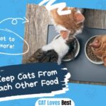 How To Keep Cats From Eating Each Other Food