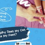 Reasons Why Does My Cat Bite My Feet