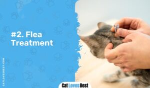 Why Is My Cat Losing Hair? Symptoms, Causes & Treatment - Cat Loves Best