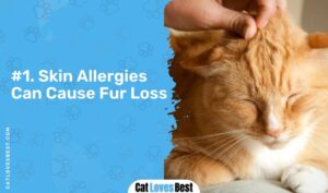 Why Is My Cat Losing Hair? Symptoms, Causes & Treatment - Cat Loves Best