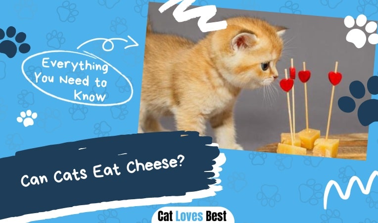 Can Cats Eat Cheese