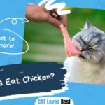 Can Cats Eat Chicken