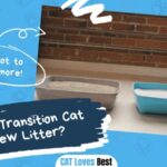 How to Transition Cat to New Litter