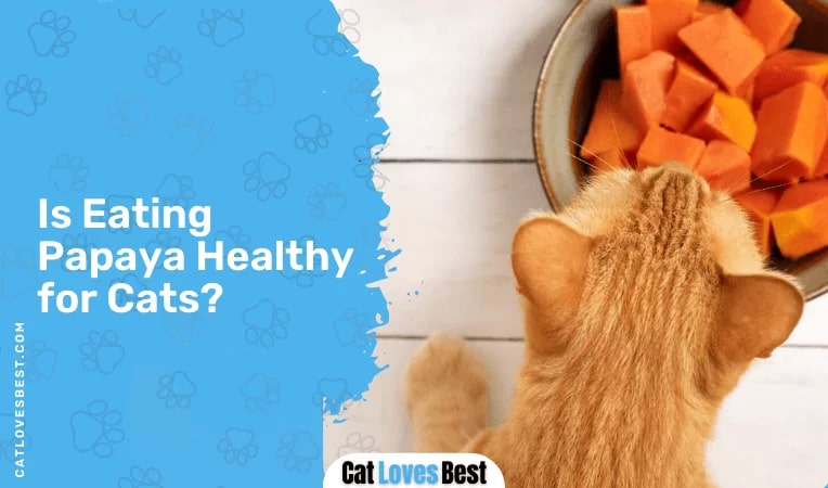Is Eating Papaya Healthy for Cats