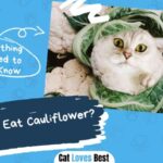 Can Cats Eat Cauliflower