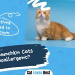 Are Munchkin Cats Hypoallergenic