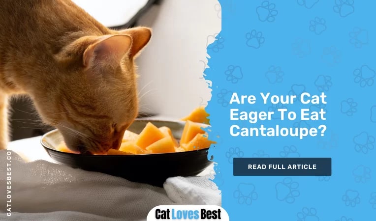  Are Your Cat Eager To Eat Cantaloupe