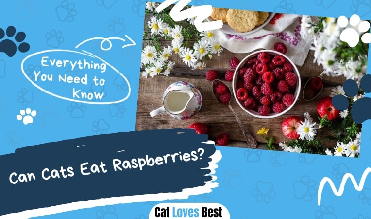 can cats have raspberries