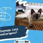 Are Siamese Cats Hypoallergenic?