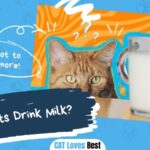 Can Cats Drink Milk