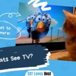 Can Cats See TV