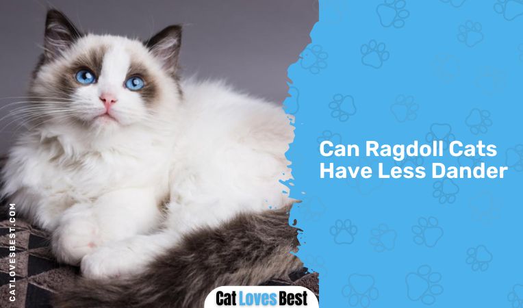 Are Ragdoll Cats Hypoallergenic? All You Need to Know!