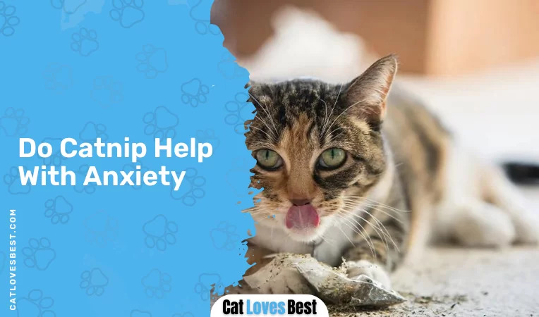 Do Catnip Help With Anxiety